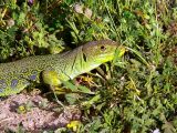 Lagarto Ocelado