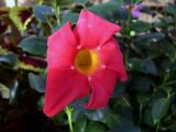 Mandevilla laxa