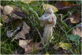 witte Kluifzwam - Helvella crispa