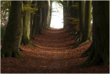 Beukenlaantje in het bos