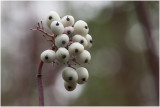 witte Kornoelje - Cornus alba