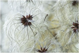 Bosrank - Clematis vitalba 