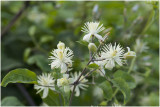 Bosrank - Clematis vitalba 