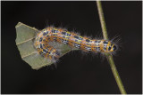 rups van de Wapendrager - Phalera bucephala