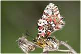 Spaanse Pijpbloemvlinder - Zerynthia rumina