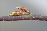 Hazelaar - Corylus avellana
