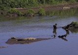 Tarcoles river crocodiles II.jpg