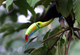 Costa Rica - Punta Uva