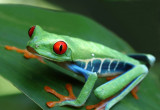 Red-eyed Tree Frog V copy.jpg