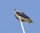 osprey-looking-at-me.jpg