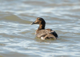 Common Eider