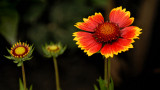 Blanket Flower