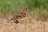 Skylark (alauda arvensis), Grancy, Switzerland, October 2012