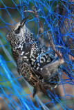 Common starling (sturnus vulgaris), Bremblens, Switzerland, October 2012