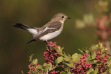 Pied flycatcher (ficedula hypoleuca), Mazagon, Spain, September 2012