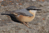 Nuthatch (sitta europaea), Ayer, Switzerland, September 2012