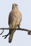Common kestrel (falco tinnunculus), Echandens, Switzerland, November 2012