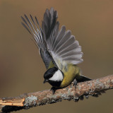 Great tit (parus major), Ayer, Switzerland, November 2012