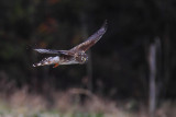 Hen harrier (circus cyaneus), Aclens, Switzerland, December 2012