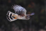 Hen harrier (circus cyaneus), Aclens, Switzerland, December 2012