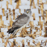 Hen harrier (circus cyaneus), Aclens, Switzerland, December 2012