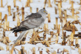 Hen harrier (circus cyaneus), Aclens, Switzerland, December 2012