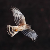 Hen harrier (circus cyaneus), Aclens, Switzerland, December 2012