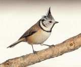 Crested tit (lophophanes cristatus), Ayer, Switzerland, December 2012