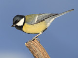 Great tit (parus major), Ayer, Switzerland, November 2012