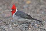 Red-crested cardinal 