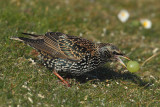 Common starling (sturnus vulgaris), Echandens, Switzerland, February 2013