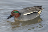 Common teal (anas crecca), Yverdon, Switzerland, February 2013