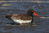 American oystercatcher (haematopus palliatus), Puerto Pirmides, Argentina, January 2013