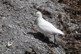 Snowy sheathbill (chionis albus), Punta Lomo, Argentina, January 2013