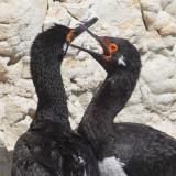 Rock shag, Magellanic cormorant (phalacrocorax magellanicus), Punta Lomo, Argentina, January 2013