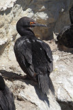 Rock shag, Magellanic cormorant (phalacrocorax magellanicus), Punta Lomo, Argentina, January 2013