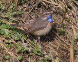 White-spotted bluethroat (luscinia svecica), Chavornay, Switzerland, March 2013