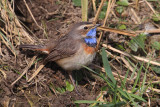 White-spotted bluethroat (luscinia svecica), Chavornay, Switzerland, March 2013