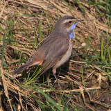 White-spotted bluethroat (luscinia svecica), Chavornay, Switzerland, March 2013