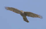 Sparrowhawk (accipiter nisus), Montricher, Switzerland, March 2013