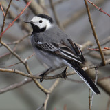 White wagtail (motacilla alba), Mollens, Switzerland, April 2013