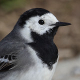 White wagtail (motacilla alba), Mollens, Switzerland, April 2013