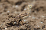 Tawny pipit (anthus campestris), Vullierens, Switzerland, April 2013