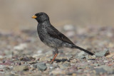 Mourning sierra-finch (phrygilus fruticeti), Purmamarca, Argentina, January 2013