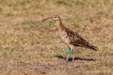 Bristle-thighed Curlew