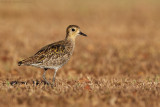 Pacific Golden-Plover