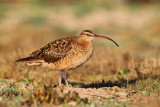 Bristle-thighed Curlew