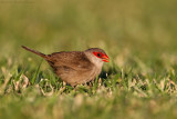 Common Waxbill