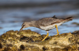 Wandering Tattler