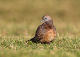 Zebra Dove